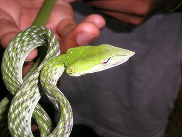 Nằm mơ thấy rắn xanh đánh con gì may mắn dễ trúng Nằm mơ thấy rắn xanh đánh con gì may mắn dễ trúng