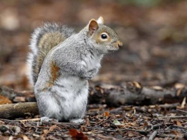 Mơ thấy con sóc đánh con số mấy nên chọn con gì dễ trúng 22 Mơ thấy con sóc đánh con số mấy nên chọn con gì dễ trúng 2