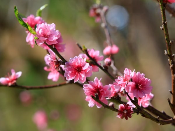 Phân tích ý nghĩa giấc mơ thấy hoa đào đánh con gì phát tài?