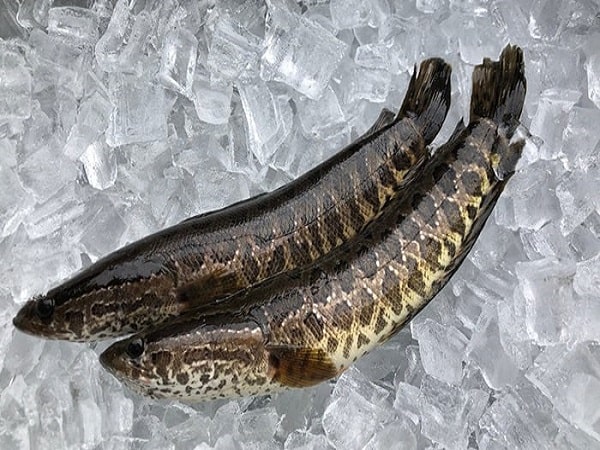 Nằm mơ thấy cá chuối đánh con gì? Điềm báo giấc mơ