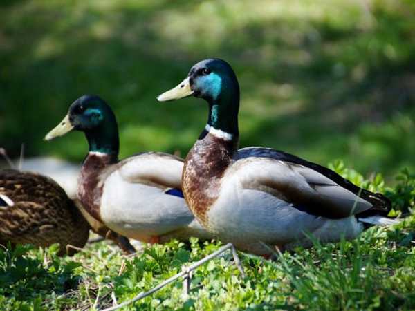 Chiêm bao mơ thấy vịt đánh số mấy? là điềm gì?