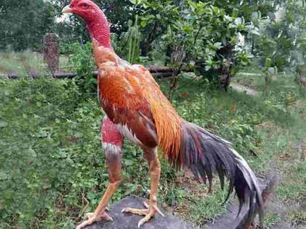 Gà chọi thái bình – Chiến kê khét tiếng nổi danh khắp miền Bắc