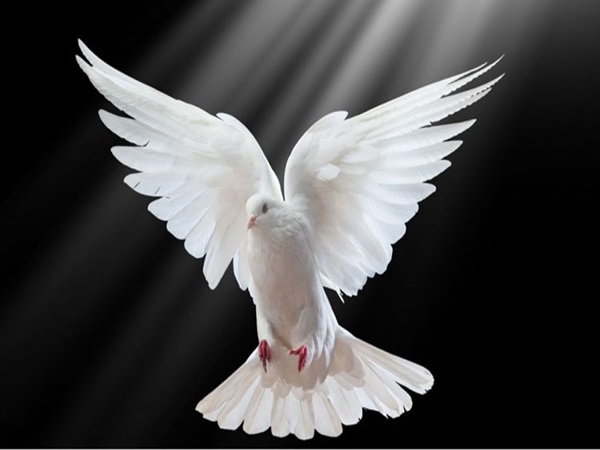 NHìn thấy chim ngoài đường là điềm gì? Đánh con gi?